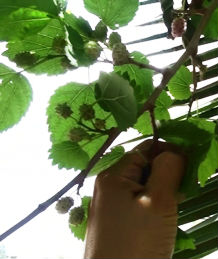 Pick leaves from the mulberry tree